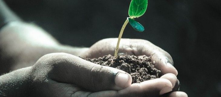 Commande groupée d’arbres et arbustes